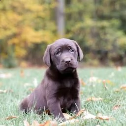 dolce labrador retriever