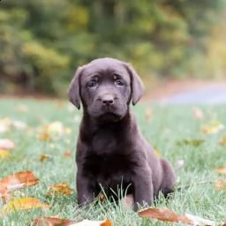 dolce labrador retriever | Foto 0