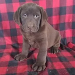 tesoro labrador retriever