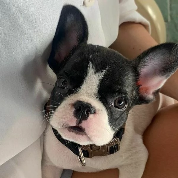 bouledogue francese bellissimo cucciolo disponibile 