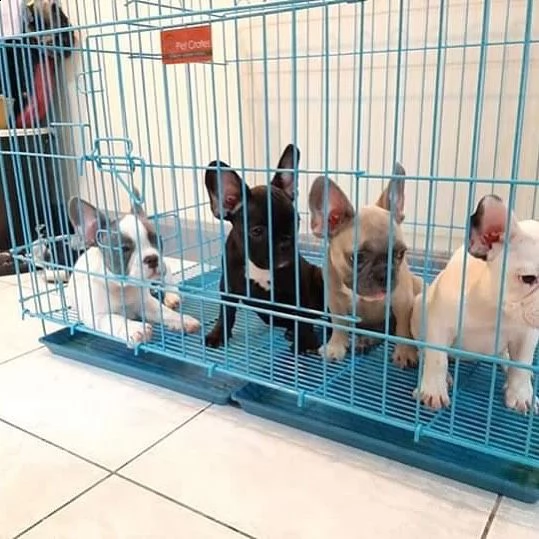 bulldog francese bianca e nera 