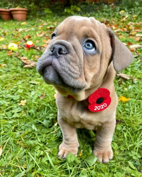 regalo   bulldog inglese