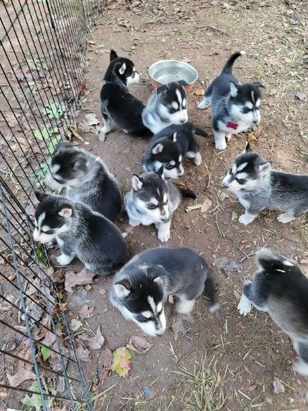 cuccioli di husky