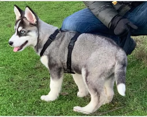 cucciolo siberian husky trattabile