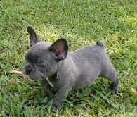 splendidi cuccioli di bulldog francese