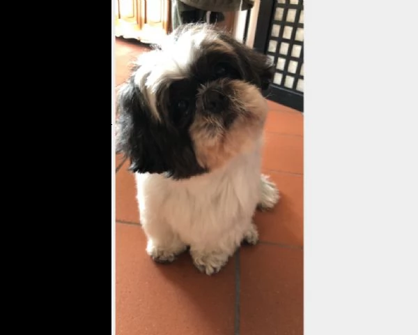shih-tzu per accoppiamento