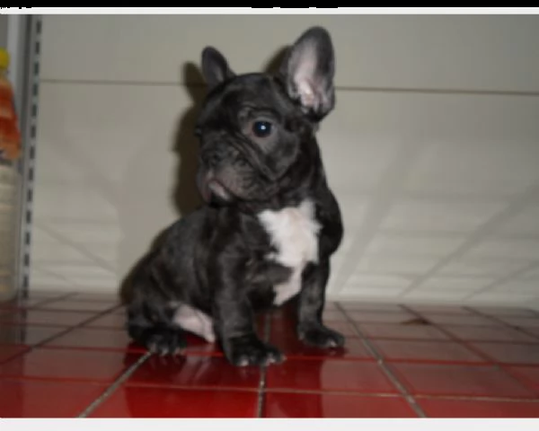 disponibili bouledogue francese 