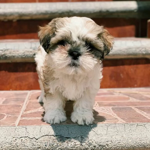 splendidi cuccioli di shih tzu