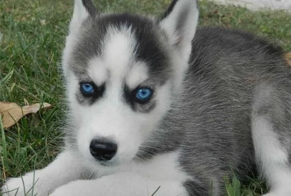 dolci cuccioli di husky siberiano.