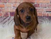 fantastici cuccioli di bassotto in vendita