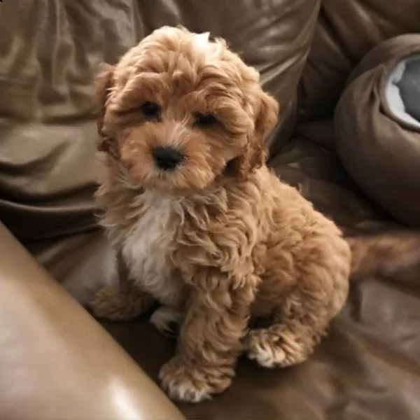 cuccioli barboncino toy