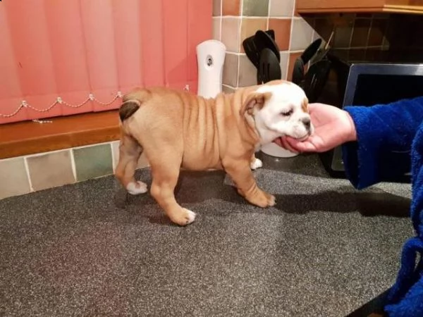cuccioli di bulldog inglese