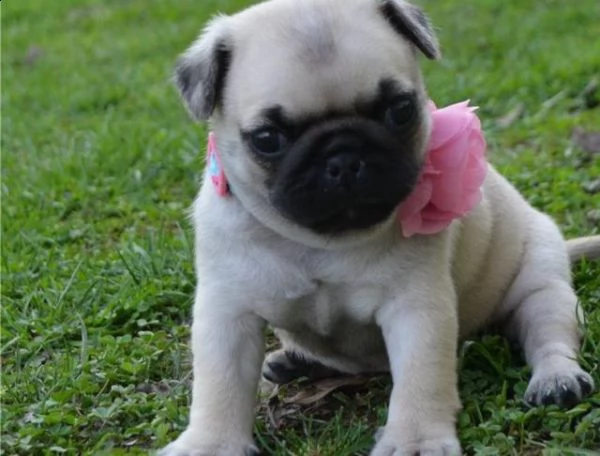 cuccioli di carlino pronti
