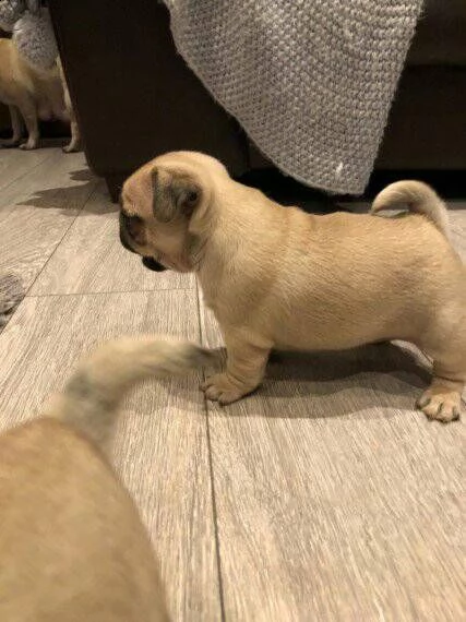 fantastici cuccioli di carlino disponibili