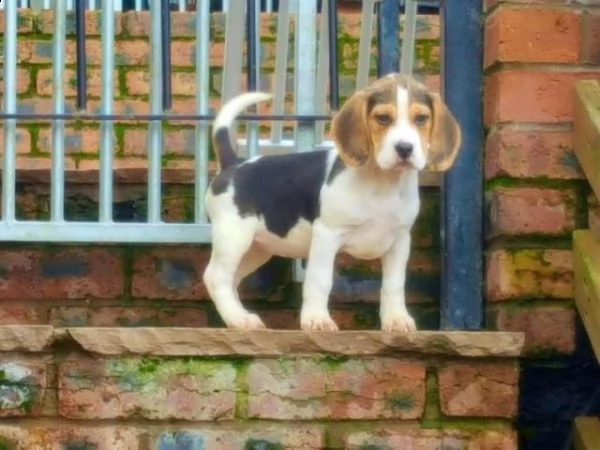 cuccioli di beagle di razza