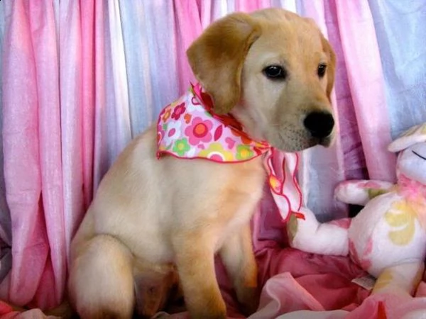 cuccioli di labrador di razza