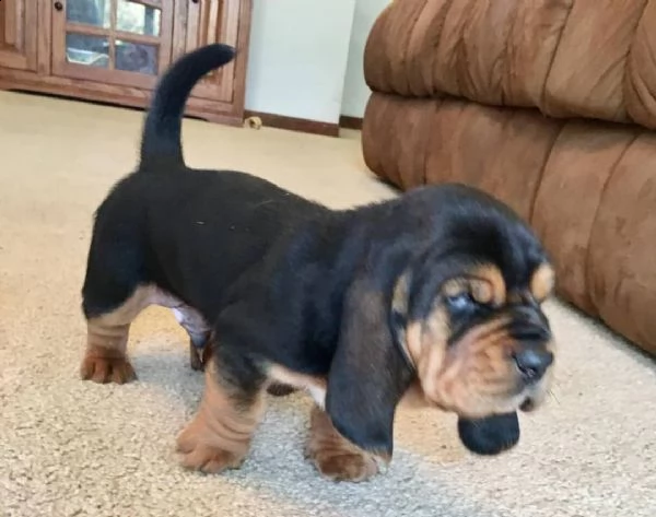 sono disponibili graziosi cuccioli di basset hound