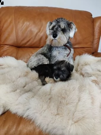 adorabili cuccioli di schnauzer in miniatura