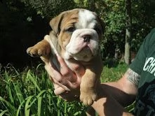 sono disponibili graziosi cuccioli di bulldog inglese