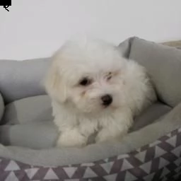 affascinanti cuccioli maltesi