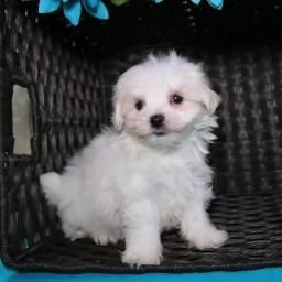 affascinanti cuccioli maltesi | Foto 0