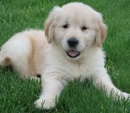 sono disponibili graziosi cuccioli di labrador retriever