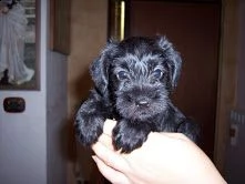 adorabili cuccioli di schnauzer
