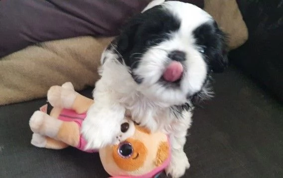 cuccioli shih-tzu di 2 mesi | Foto 0