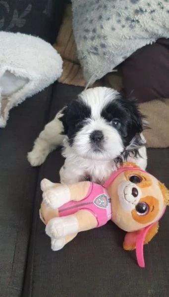 cuccioli shih-tzu di 2 mesi