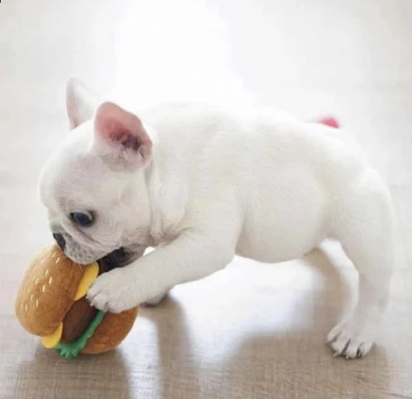 adorabili bulldog francesi pronti per una nuova casa | Foto 0