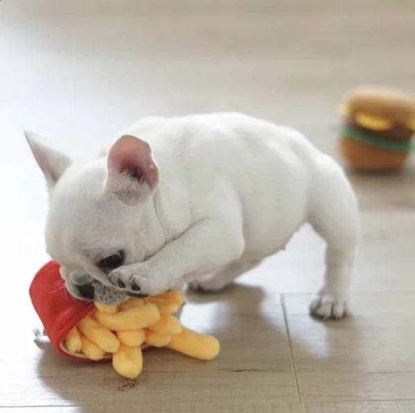 adorabili bulldog francesi pronti per una nuova casa