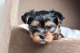 cuccioli yorkshire taglia molto piccola