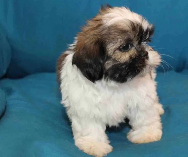 cuccioli di shih tzu con pedigree  | Foto 0