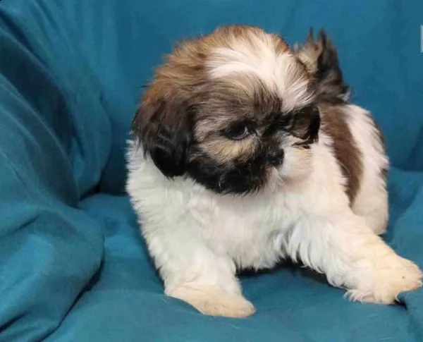 cuccioli di shih tzu con pedigree 
