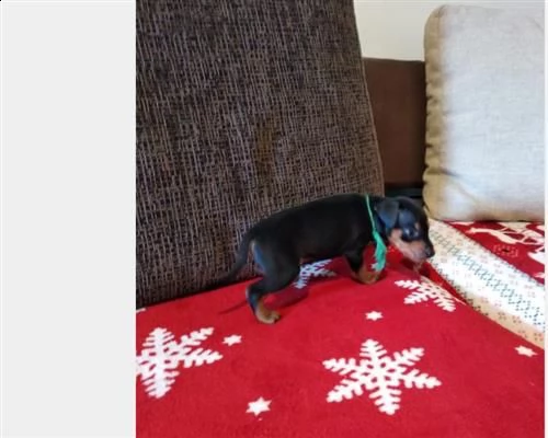 cucciolo pinscher nano nero focato | Foto 0