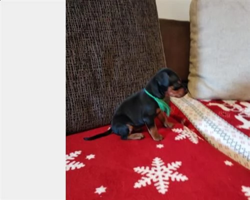 cucciolo pinscher nano nero focato