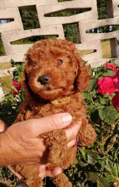 barbonicini ultimi due