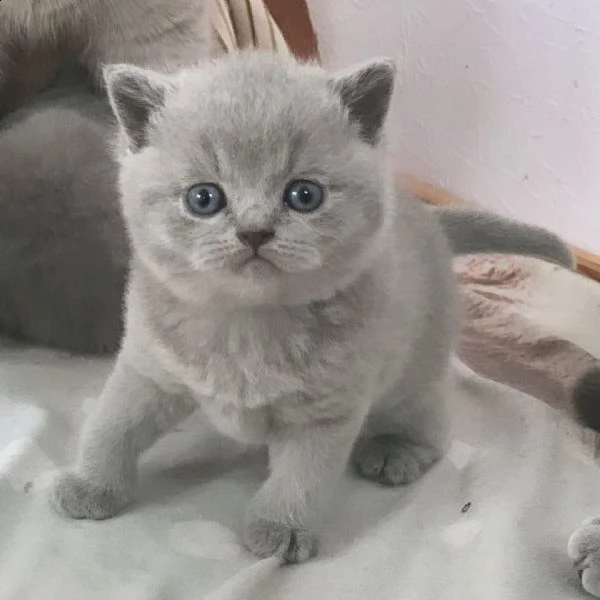 gatti british shorthair  | Foto 0