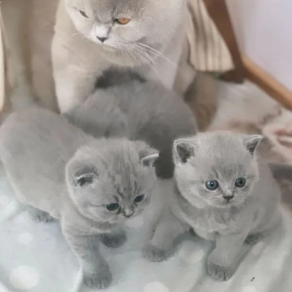 gatti british shorthair 
