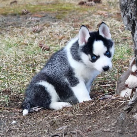 2 siberian husky in bianco / nero / con gli occhi