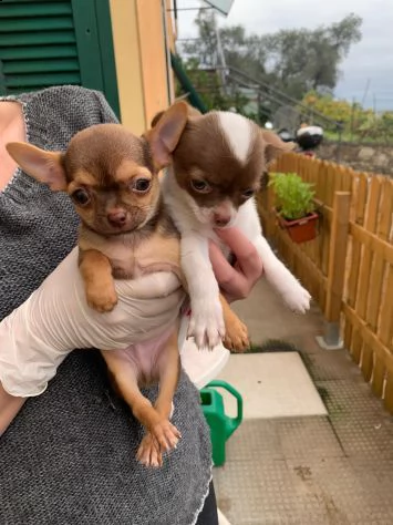 cuccioli di chihuahua mini toy