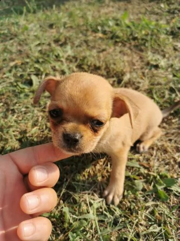 cuccioli di chihuahua mini toy | Foto 0