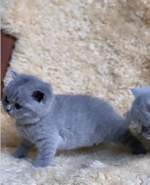 british shorthair | Foto 2