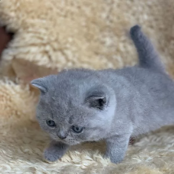 british shorthair | Foto 0