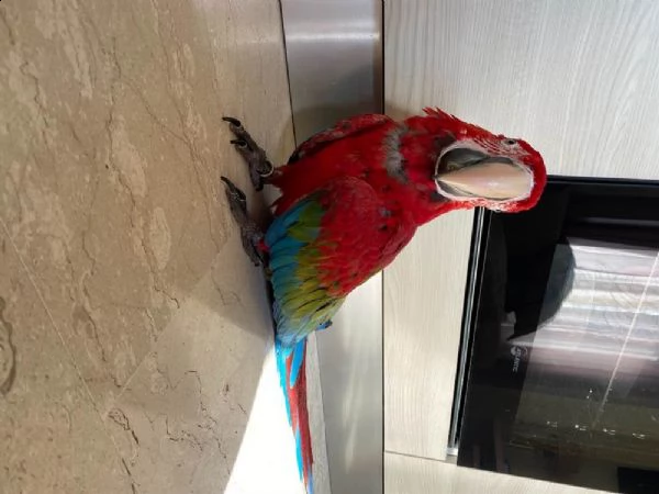 ara chloroptera di cinque mesi | Foto 0