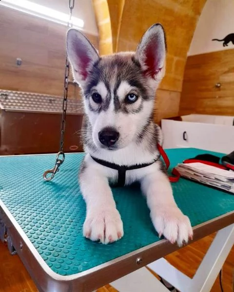 cucciolo di siberian aski dolcissimo