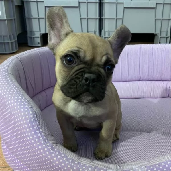 cucciola di bouledogue francese sable femmina | Foto 0