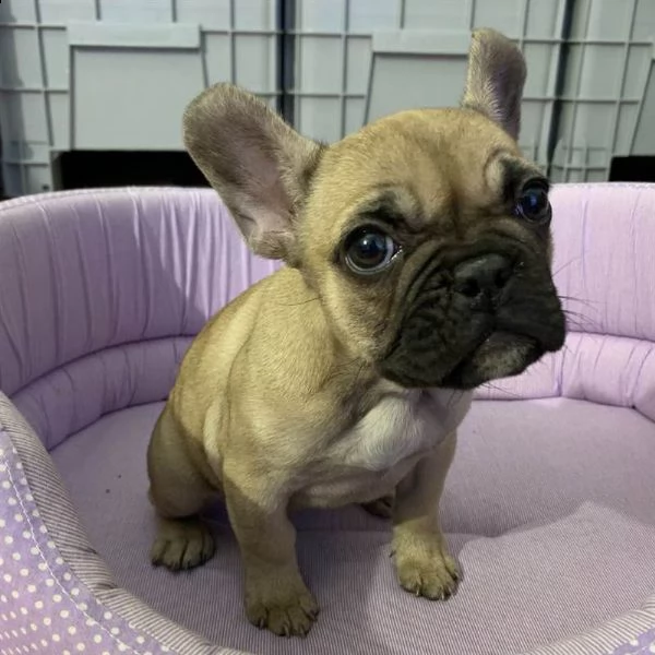 cucciola di bouledogue francese sable femmina