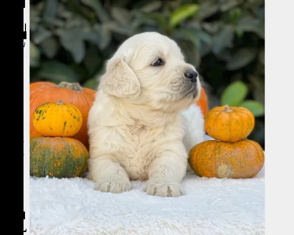 (vendita cucciolo cuccioli di golden retriever linea inglese)
