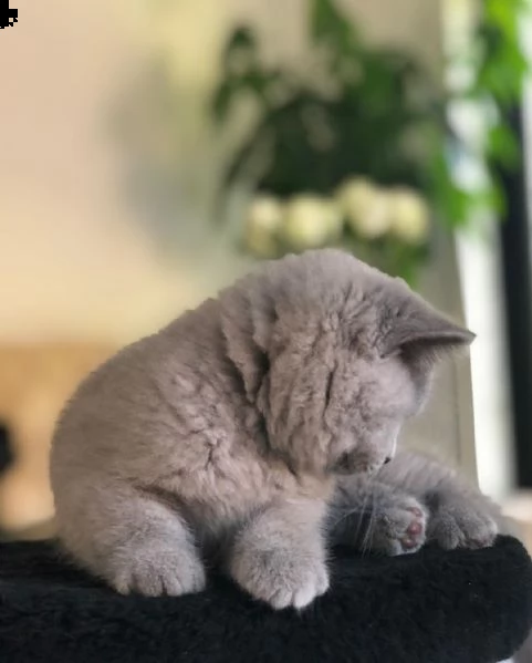 british shorthair | Foto 2